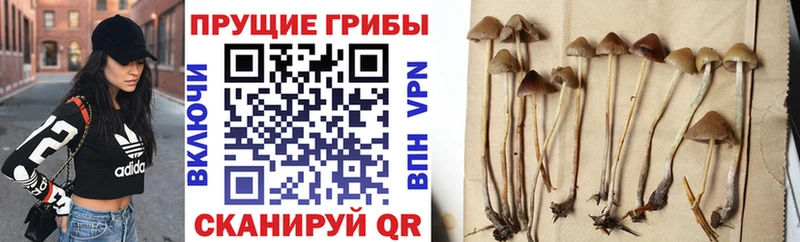 Псилоцибиновые грибы MAGIC MUSHROOMS  кракен сайт  Сегежа 